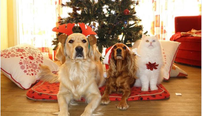 Mascotas en Navidad y Fin de año