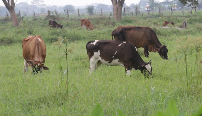 vacas