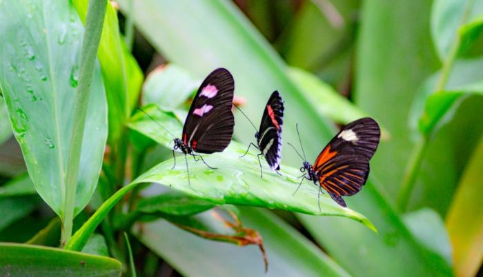 Mariposas- quito- ausencia