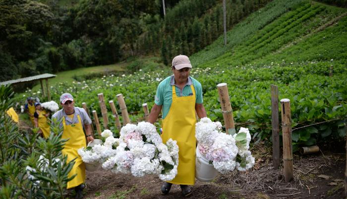 flores