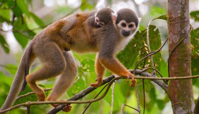 monos