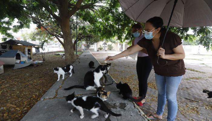 gatos