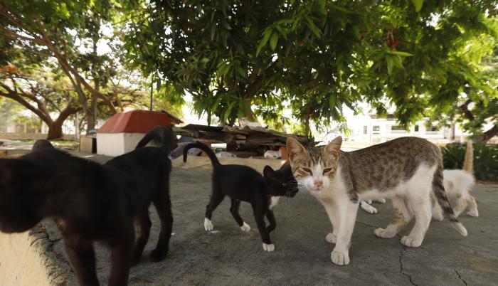 gatos