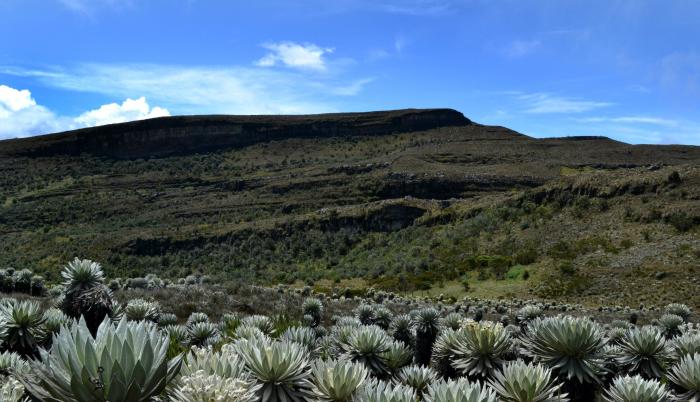 Vista de frailejones en un páramo suramericano, en una fotografía de archivo.