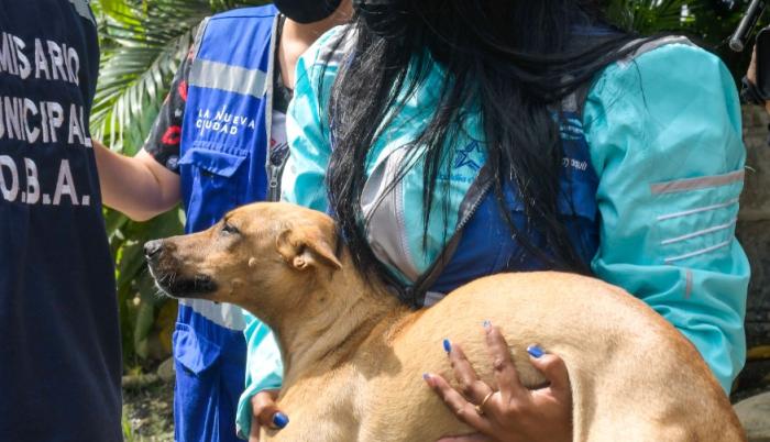 Rescate de Perro Maltratado 3