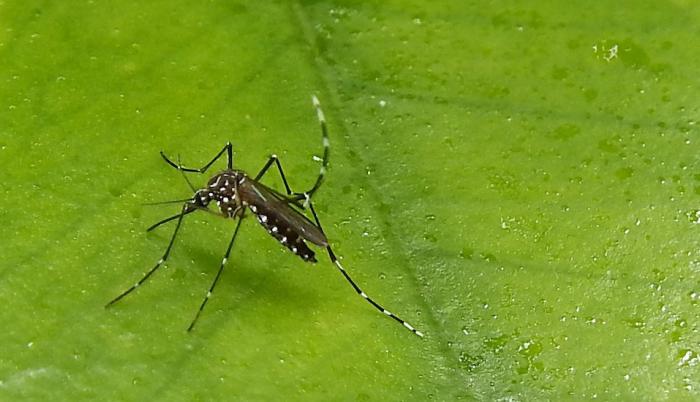 dengue