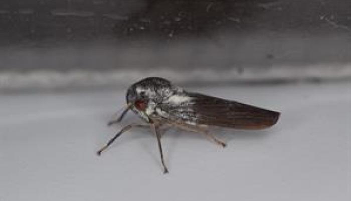 insecto