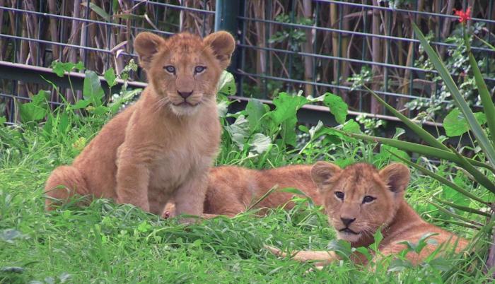 Cinco pequeños leones del Atlas, la nueva atracción del zoo de Rabat