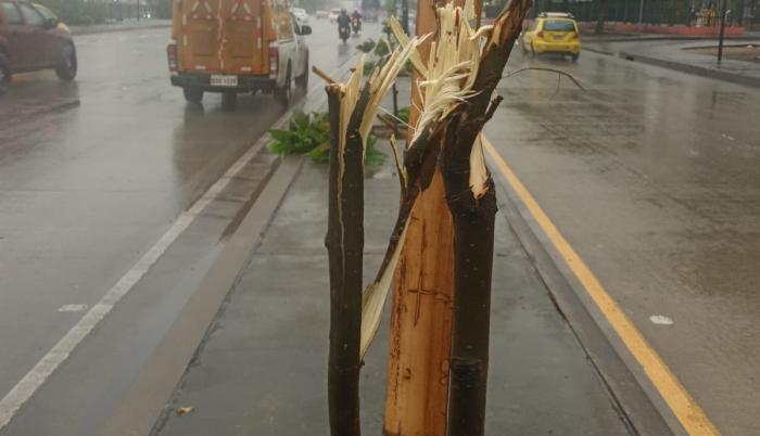 árboles de El Limonal