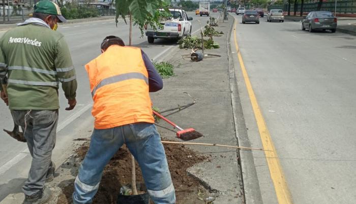 Árboles autopista Narcisa de Jesús