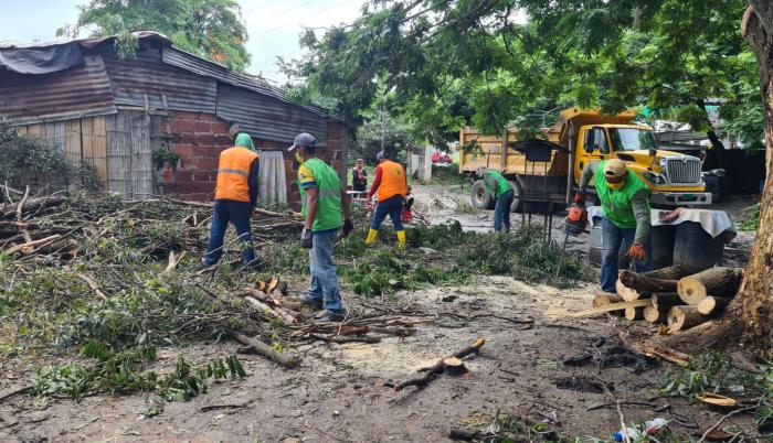 Retiran Arbol Caido en Chongon 2