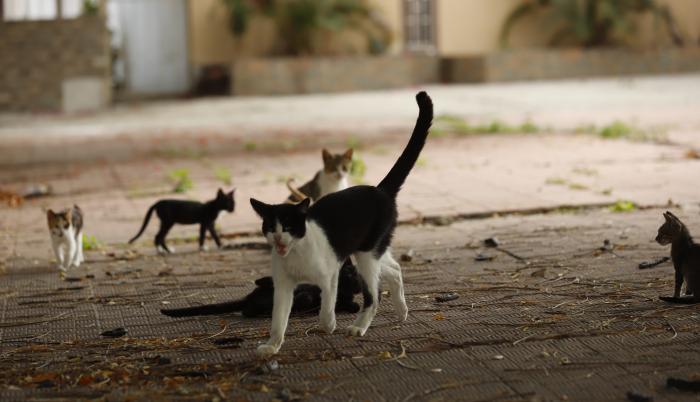 Sociedad_Mascotas_Ordenanza