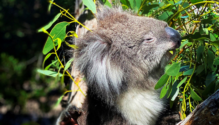 koala