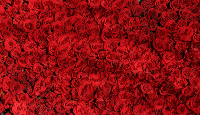 Rosas