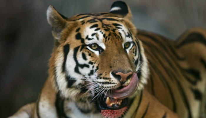 Un tigre de bengala en foto de archivo.