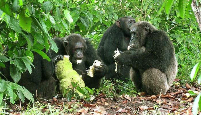 Un grupo de chimpancés macho comparten una yaca en una plantación de café.