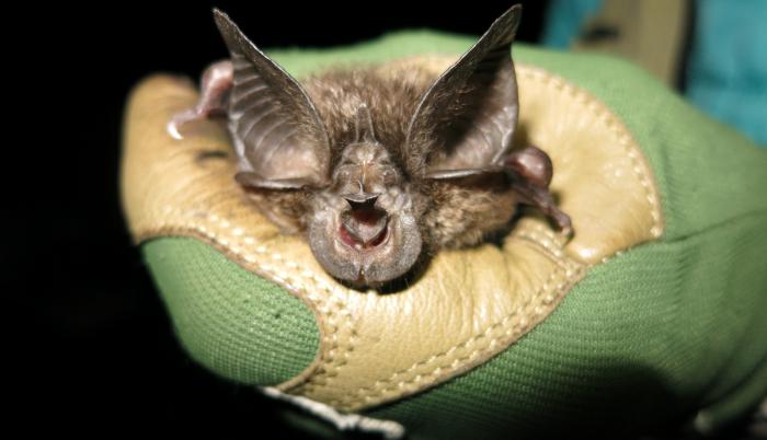 Fotografía cedida por la organización Bat Conservation International donde se muestra un murciélago de la especie Rhinolophus hilli (murciélago de herradura de Hill) encontrado en una de las cuevas en el Parque Nacional Nyungwe, en Ruanda.