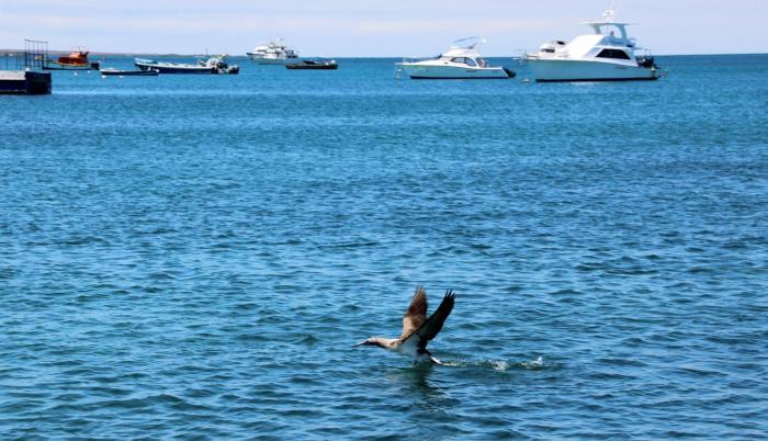 Galápagos