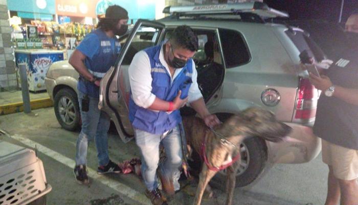 perros las cumbres