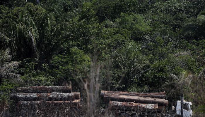 deforestación