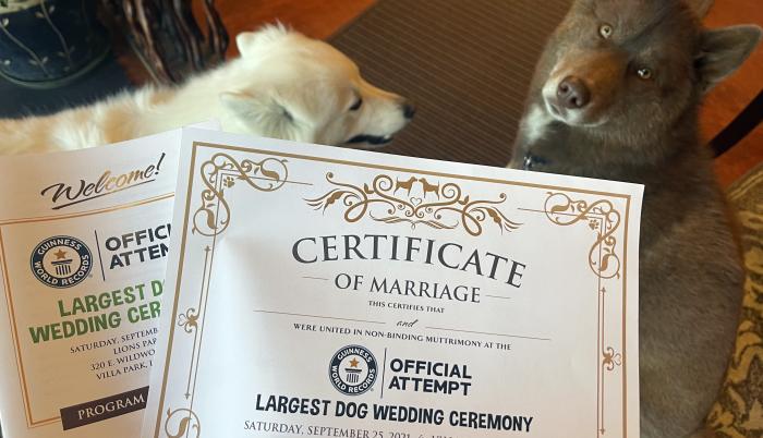 matrimonio perros