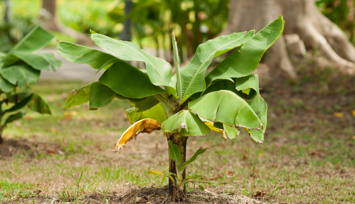 Banano