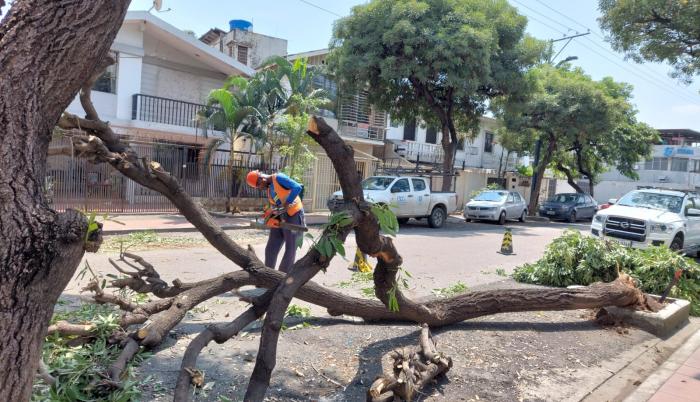arbol caido