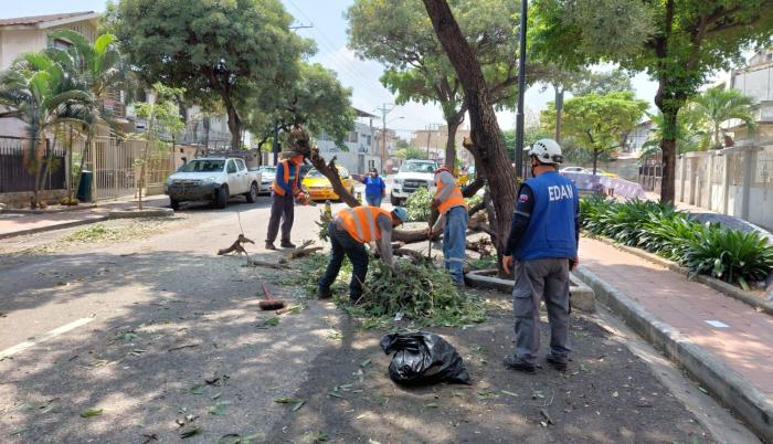 ARBOL CAIDO