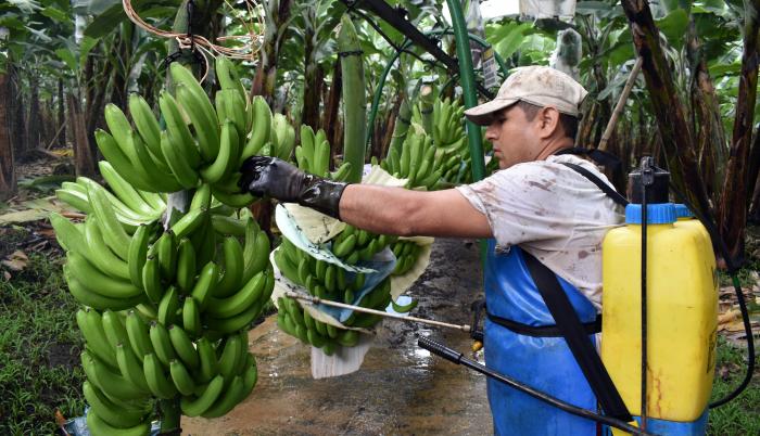 los racimos son fumigados como parte del proceso para controlar la cochinilla, antes de ser procesados y colocados en cajas