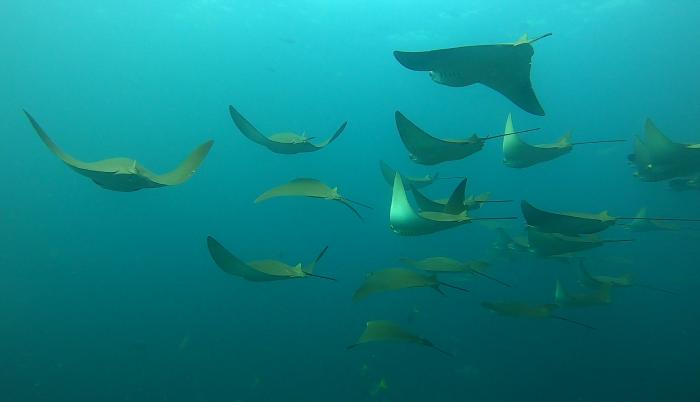 Fotografía cedida por el Parque Nacional Galápagos de un grupo mantarrayas en el archipiélago de Galápagos (Ecuador).