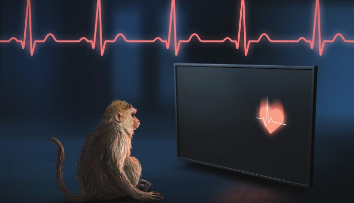 Los macacos rhesus son capaces de percibir los latidos de su propio corazón, según un nuevo estudio.