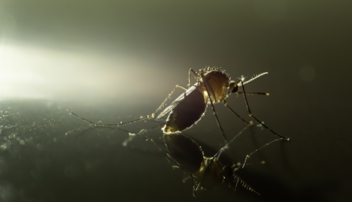 mosquitos