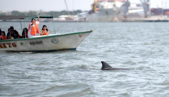 Delfines del Golfo de Guayaquil