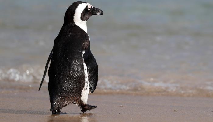 Un pingüino