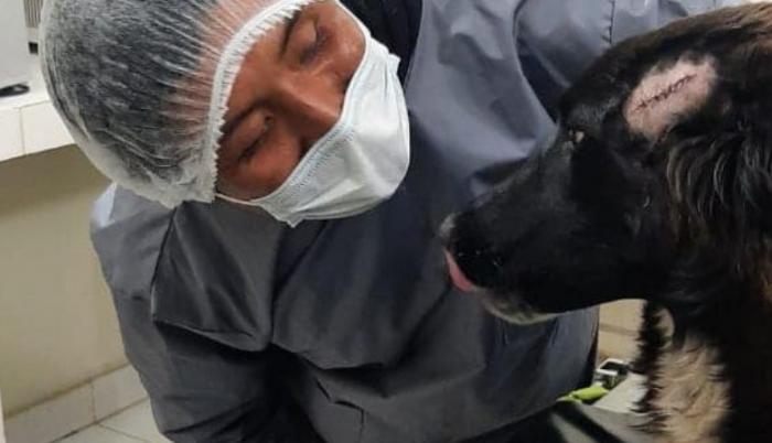perro lastimado