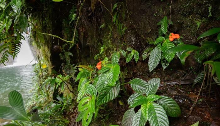 Fotografía cedida por Riley Fortier que muestra plantas