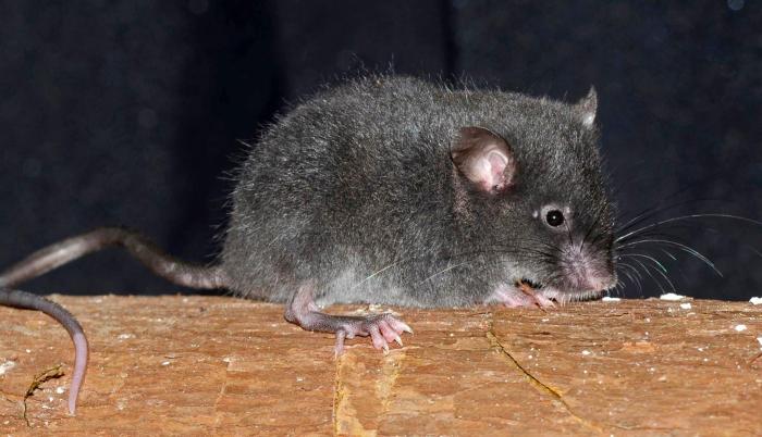 Ratón