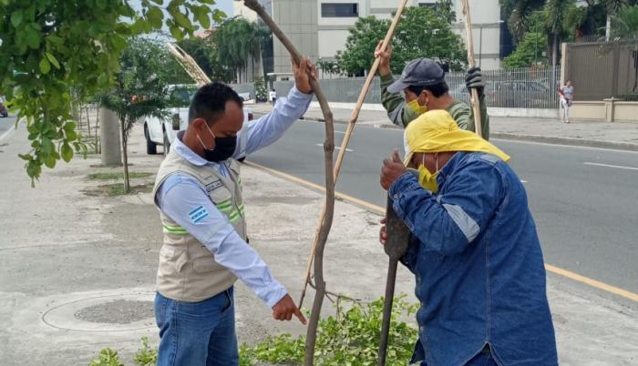 Árboles avenida 25 de Julio