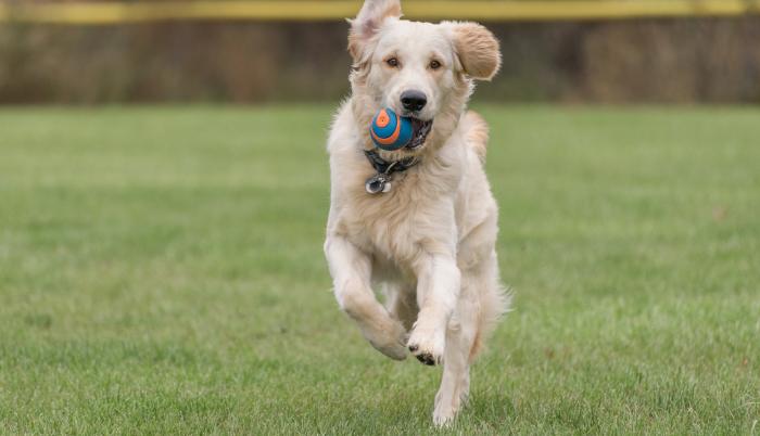 Perro para deportista