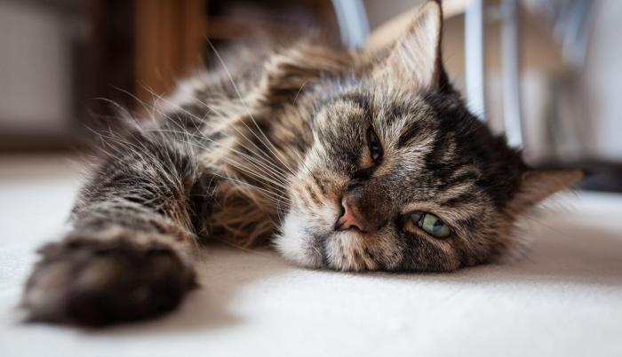 Gato anciano