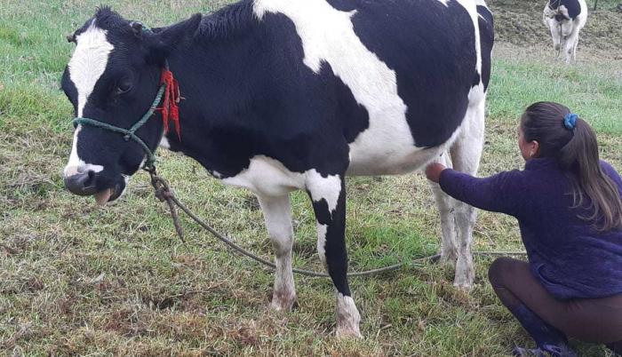 VACA LECHERA