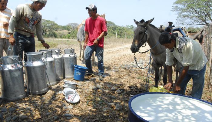 CAMPESINOS DE BALZAR E (3646477)