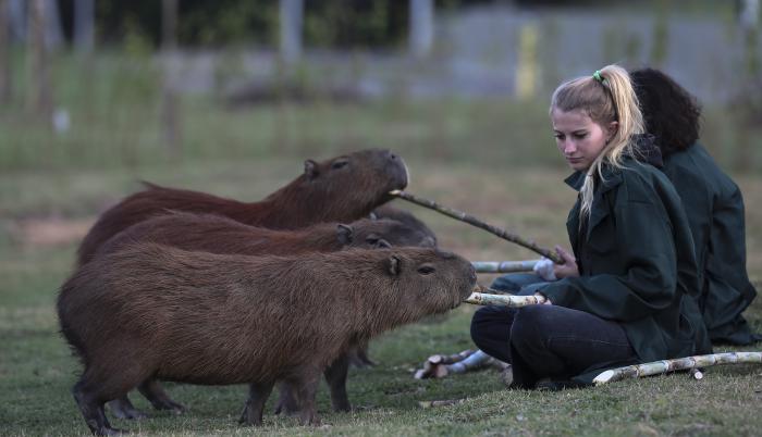 Misión: salvar a las capibaras de Brasil amenazadas por la basura urbana