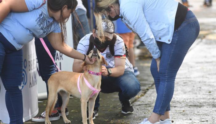 Feria Adopcion Perros y Gatos en el Parque de los Ceibos 5