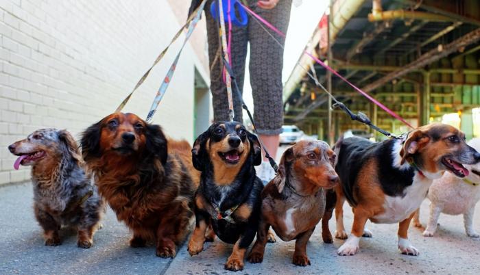 cuantos perros puede pasear un paseador de perros