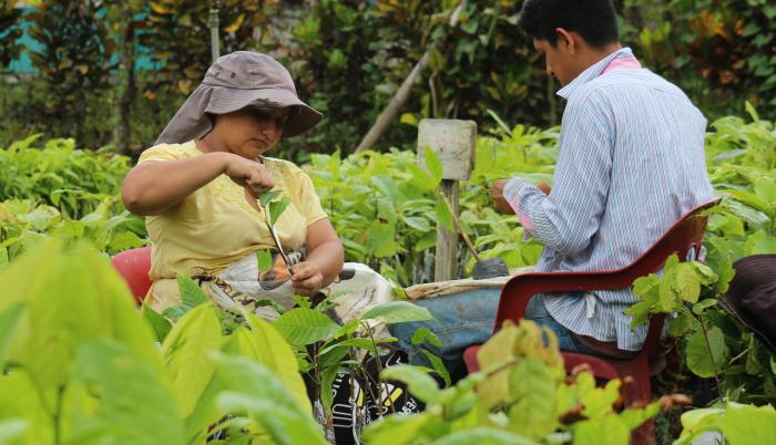 cacao