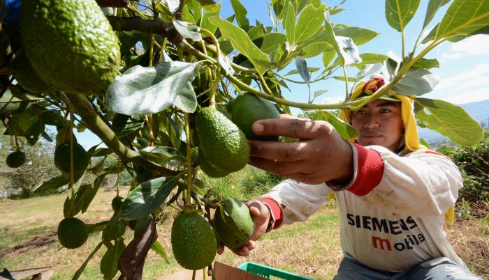 aguacate ecuador