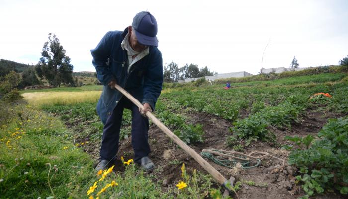 Adultos+agricultura