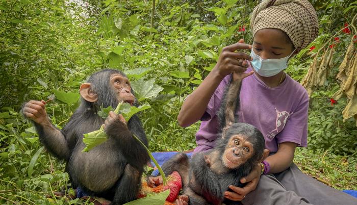 En cuanto Banalia, una chimpancé de un año, llegó el pasado diciembre al centro de rehabilitación de primates de Lwiro, en el este de la República Democrática del Congo (RDC), los veterinarios empezaron a tratar su malnutrición severa, sus heridas y sus t