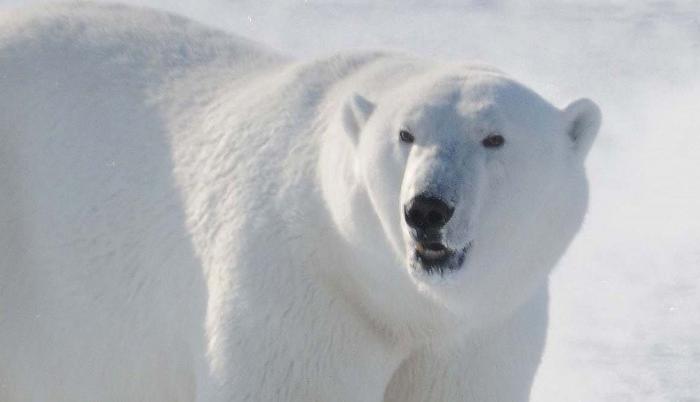 Un macho adulto de oso polar en el noroeste de Groenlandia.
